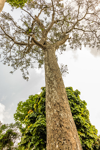 iroko tree (Chlorophora excelsa), native to the west coast of Africa. The wood is is hard, dense and very durable.   The tree is feared in some cultures where it originates and hence is shunned or revered with offerings. They can live up to 500 years. Shot in Itele in Lagos Nigeria.