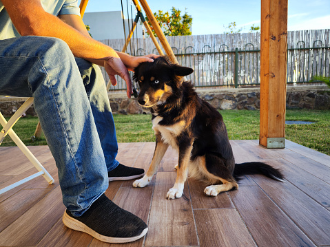An unrecognizable man sits on the veranda stroking his dog. The dog is a Husky and Australian shepherd mixed breed with different eyes color.