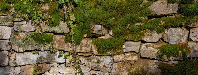 Wide panorama of old natural stone wall covered with green moss and ivy for natural background