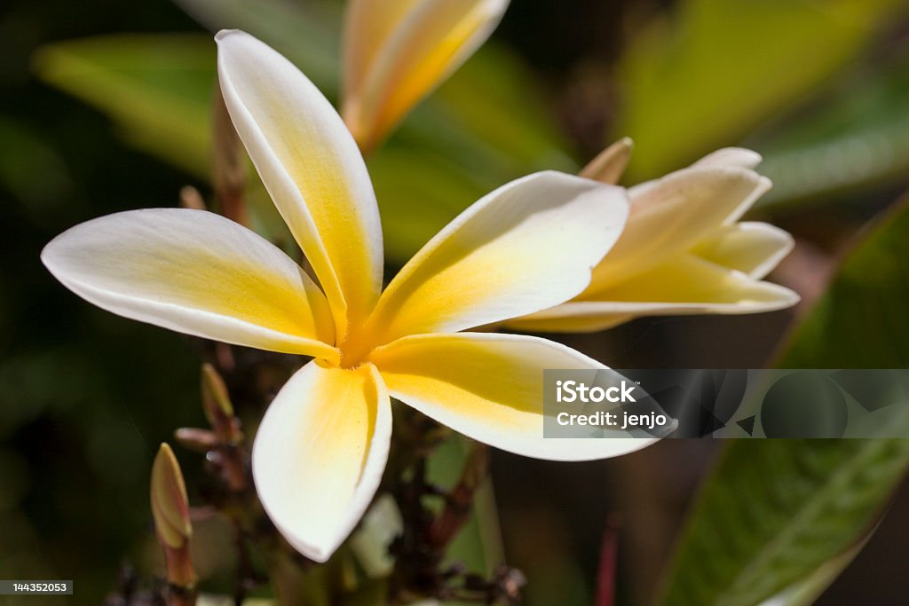 Plumeria цветок - Стоковые фото Бора-Бора роялти-фри