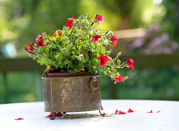 Fading Flowers stock photo