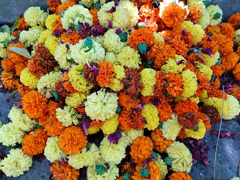 Lots of Tagetes erecta or marigold flowers on the surface. Yellow and orange marigold flower on the floor. Bright and beautiful multicolored real flowers. Flowers have been placed where the garbage is kept.