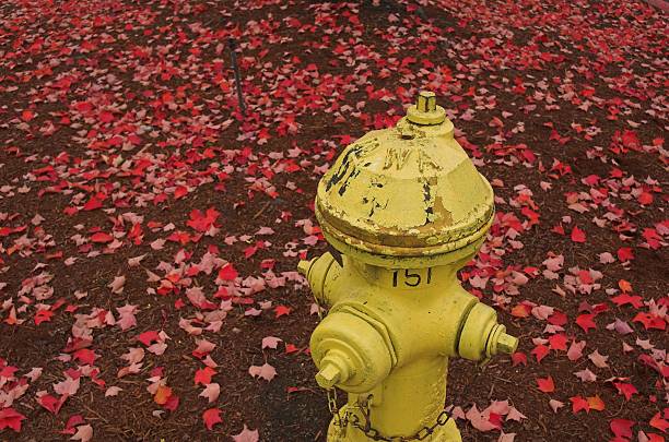 Yellow fire hydrant amongst red falled leaves