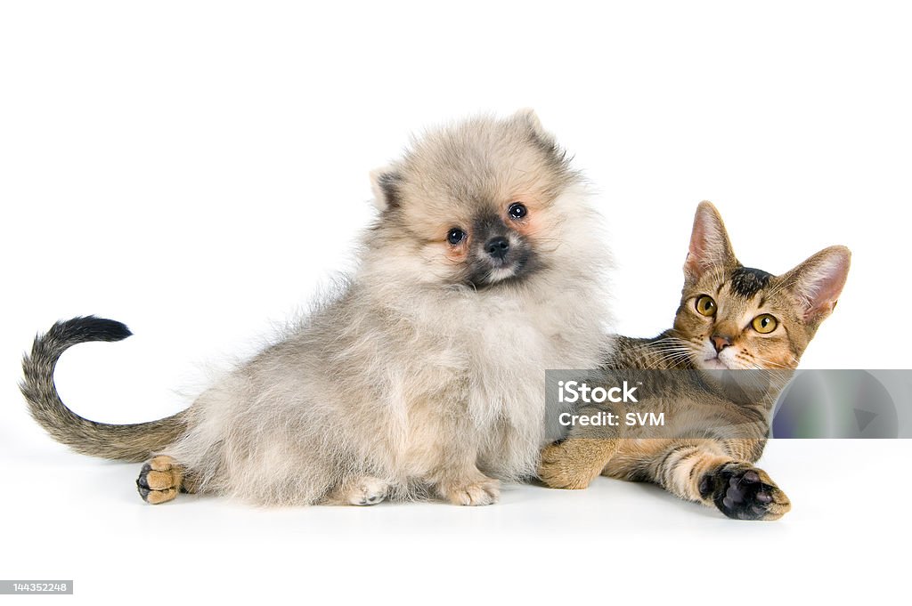 puppy and kitten на - Стоковые фото Бежевый роялти-фри