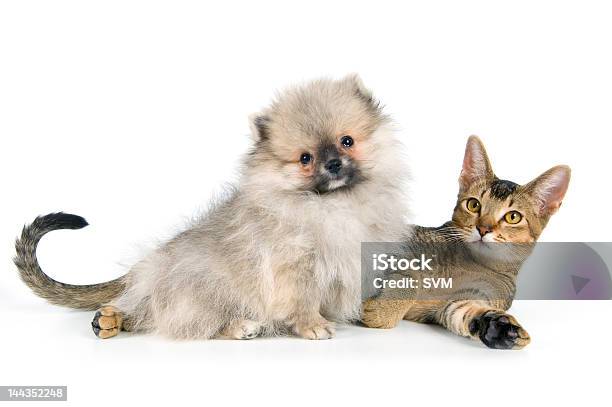 Puppy And Kitten На — стоковые фотографии и другие картинки Бежевый - Бежевый, Белый, Всматриваться