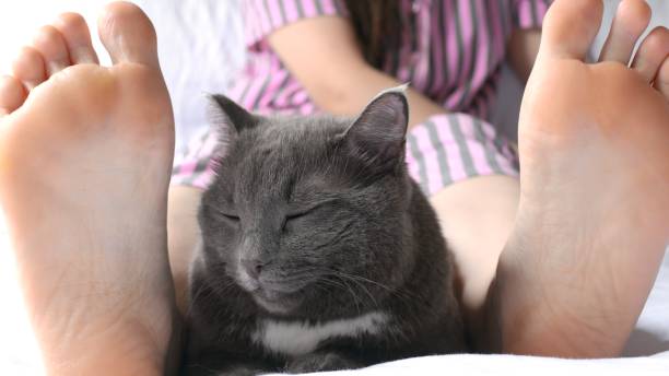 il simpatico gatto grigio giace ai piedi del suo proprietario al mattino presto. le guardie dei gatti sognano l'amante e condividono il suo calore. la vita dei gatti con i loro proprietari sul letto. il gatto giace sul letto ai piedi. - kitten color image cute feline foto e immagini stock