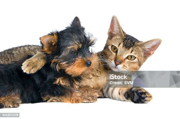 The Puppy And Kitten Stock Photo - Download Image Now - Dog, Domestic Cat, Adolescence