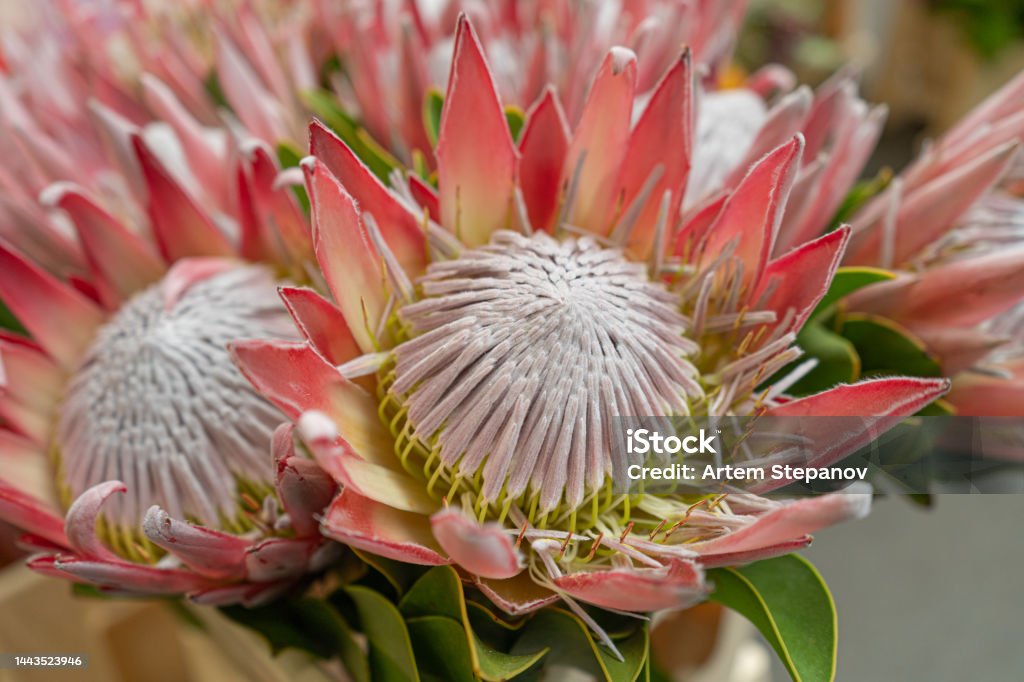 Primer Plano De La Flor Roja Exótica De Protea Ramo De Flores Rojas Borrosas Foto Macro De Pétalos Rojos Floreciendo Foto de stock y más banco de imágenes de Protea - iStock Primer Plano De La Flor Roja Exótica De Protea Ramo De Flores Rojas Borrosas Foto Macro De Pétalos Rojos Floreciendo Foto de stock y más banco de imágenes de Protea - iStock