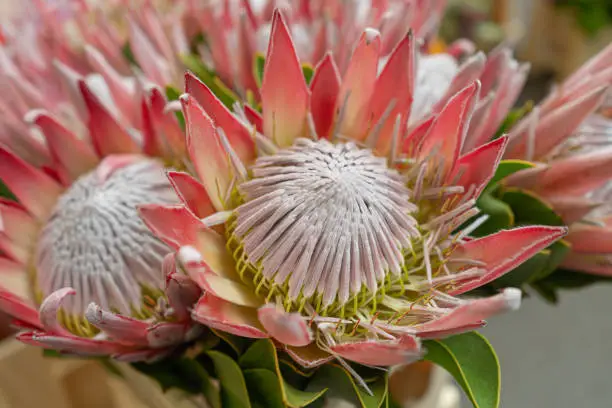 Photo of Exotic Red Protea Flower Closeup, Blurred Red Flowers Bouquet, Macro Photo of Red Petals Blooming