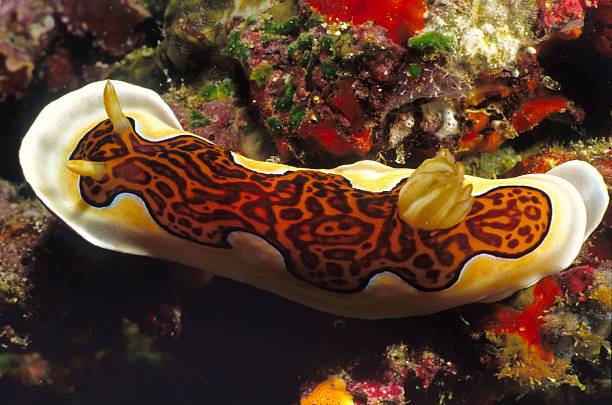 nudibranch stock photo