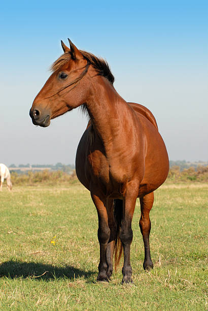 istock young brown mare in the meadow 144352463