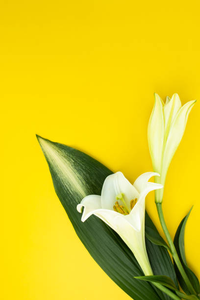 istock Colorful Flowers and Copy Space 1443524916