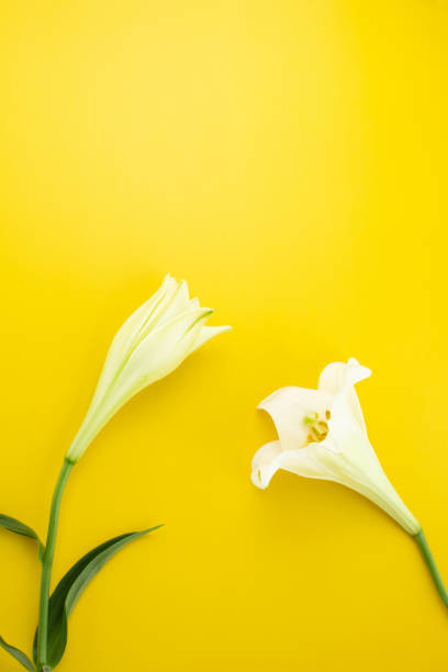 istock Colorful Flowers and Copy Space 1443524942