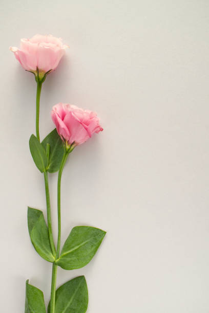 istock Colorful Flowers and Copy Space 1443524949
