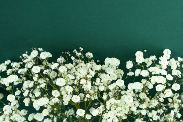 Colorful Flowers and Copy Space.