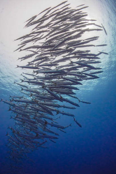 istock Schooling barracuda swimming above healthy coral reef 1443525429