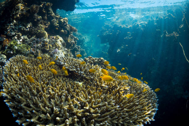 istock Beautiful healthy hard corals growing on coral reef 1443525586