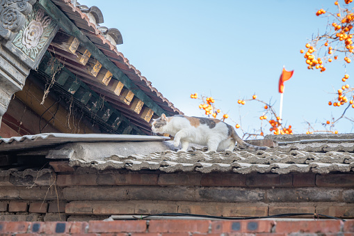 White-ginger kitty is standing on the roof edge, horizon and clouds in background. Sunny day