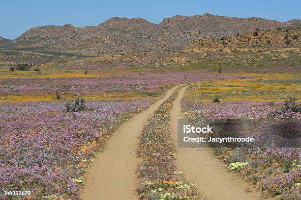 Wiejska Droga - zdjęcia stockowe i więcej obrazów Namaqualand - Namaqualand, Kwiat - Roślina, Bez ludzi