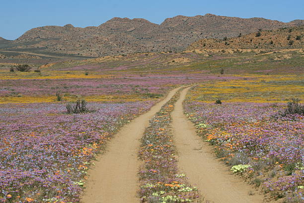 Country estrada - foto de acervo