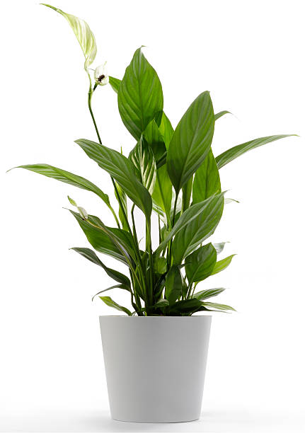 istock A green peace lily houseplant in a white pot 144352678