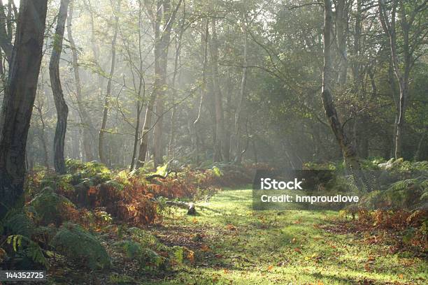 Mañana A Pie Foto de stock y más banco de imágenes de Claro - Bosque - Claro - Bosque, Bosque, Abedul