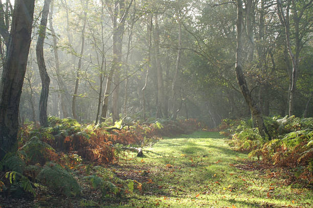 朝の散策 - 林間の空き地 ストックフォトと画像