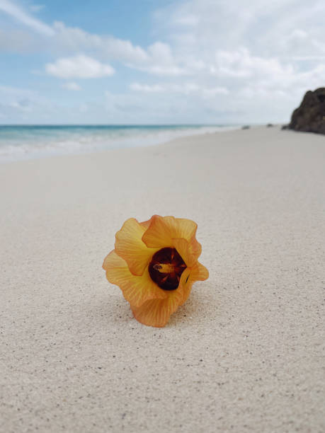 istock Orange flower lying on a sand at ocean 1443527367