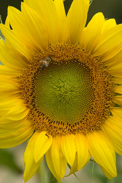 Sunflower honey bee stock photo