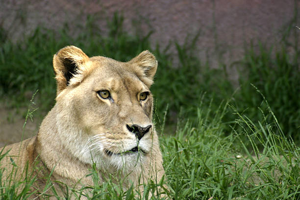 Female lion stock photo