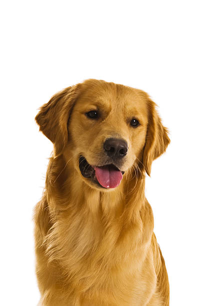 istock Golden Retriever Series (Canis Familiaris) 144353038