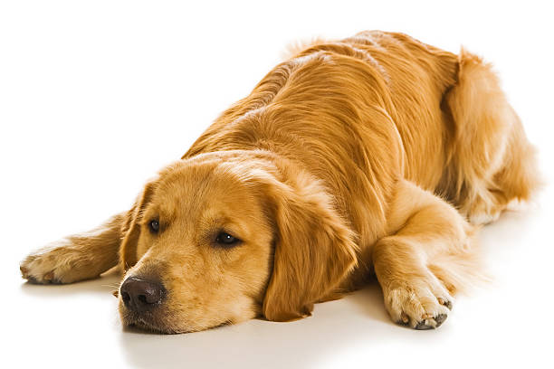 istock Golden Retriever Series (Canis Familiaris) 144353041