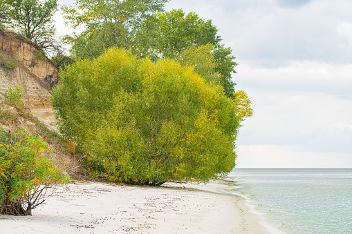 landscape, sandy beach with trees and water, coastline