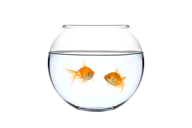 istock Two golden fish (Carassius Auratus) in a bowl 144353196