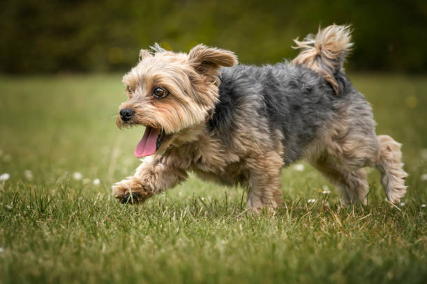 istock Yorkshire Terrier on a run with his tongue out 1443532966
