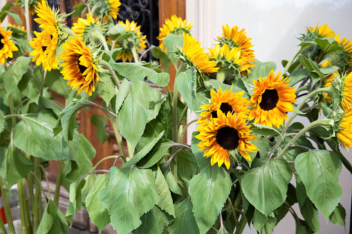 Blooming sunflowers on the city street on a sunny summer day