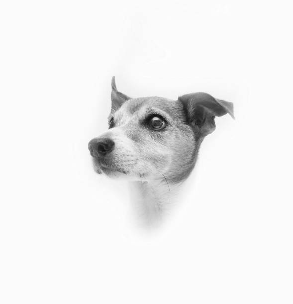 istock Dog portrait jack russell 1443533313