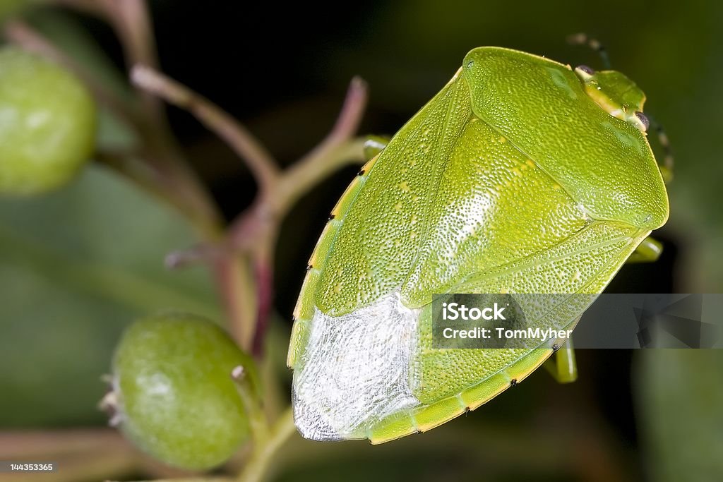 Shieldbug - Royalty-free Ampliação Foto de stock