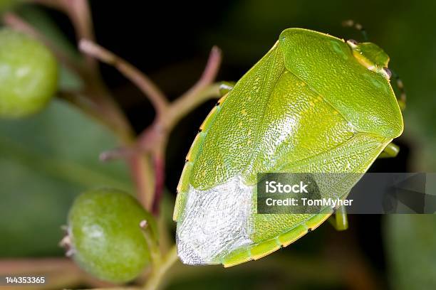 Shieldbug - Fotografias de stock e mais imagens de Ampliação - Ampliação, Animal, Ao Ar Livre