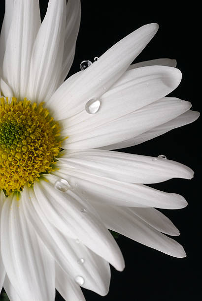 bianco gerber daisy - perfection gerbera daisy single flower flower foto e immagini stock