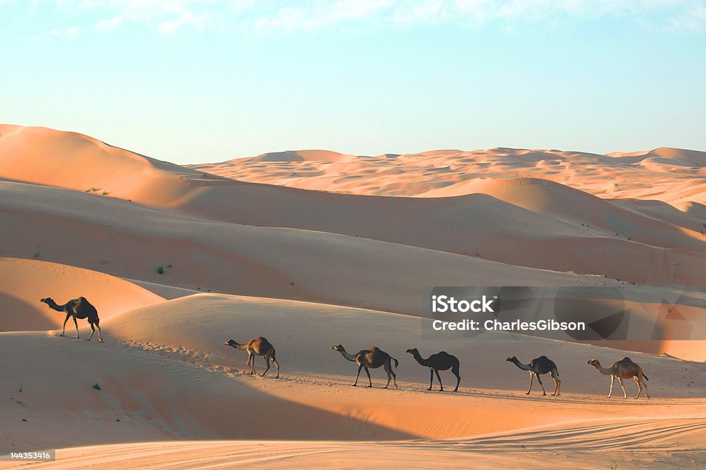 Camelos nas dunas de areia - Foto de stock de Animal royalty-free
