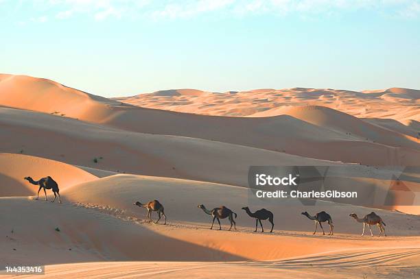 Foto de Camelos Nas Dunas De Areia e mais fotos de stock de Animal - Animal, Areia, Arábia