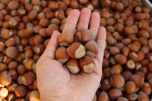 istock shelled hazelnuts. Pile of shelled hazelnuts in daylight 1443534988