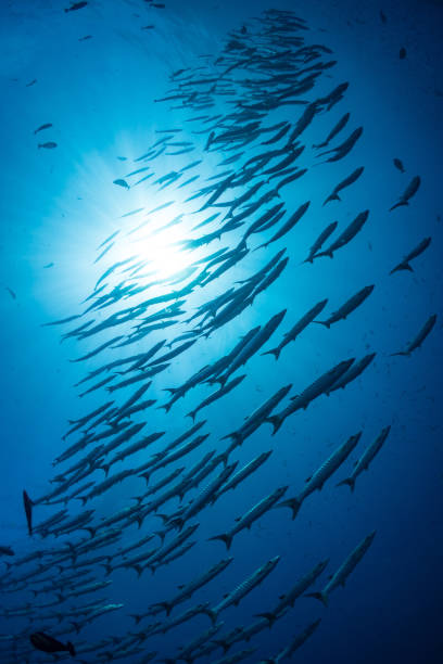 istock Schooling barracuda swimming above healthy coral reef 1443536249