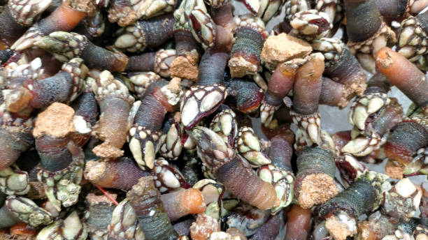 istock Fondo de Percebes, gourmet seafood highly appreciated in Spain. 1443536331