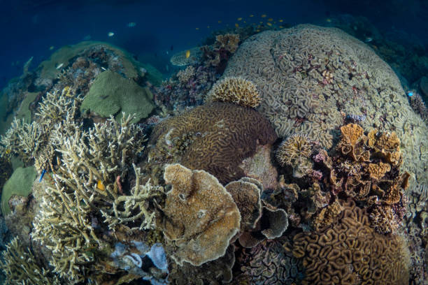 istock Beautiful healthy hard corals growing on coral reef 1443536635