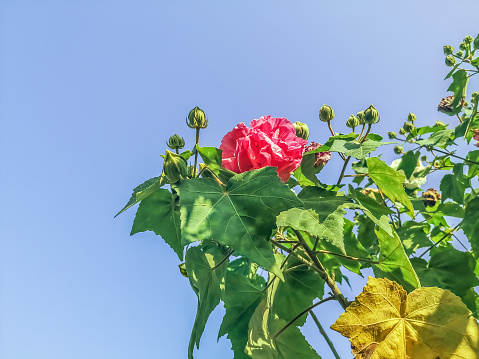 Crimson cotton rose flower among buds and green leaves  isolated on blue sky background. Hibiscus mutabilis branch with double flower, close-up. Background with copy space