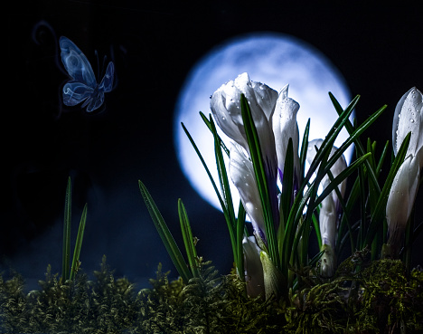 White crocus in moonlight and smoke buterfly
