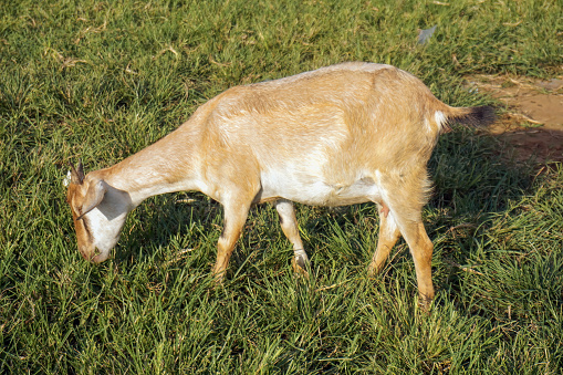 The female goat eats the grass in the field