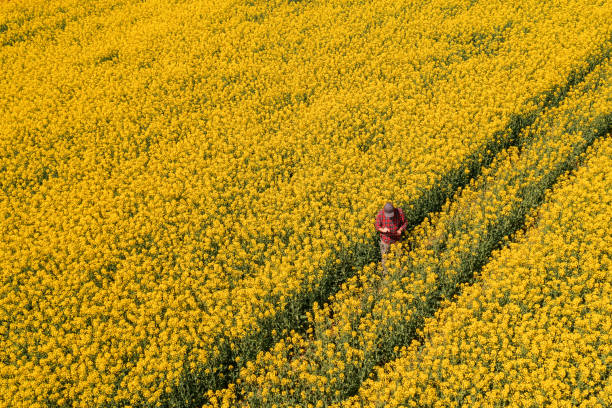 istock Aerial view of farmer with digital tablet computer in rapeseed field using innovative technology 1443538613